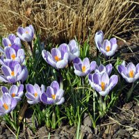 В затишке пристенка :: AleksSPb Лесниченко