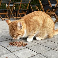 Город котов и кошек - Зеленоградск. :: Валерия Комова Город котов и кошек - Зеленоградск. :: Валерия Комова