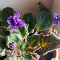 Фиалки :: Елена Семигина Фиалки :: Елена Семигина