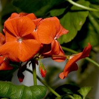 пеларгония,герань :: Aleksandr .