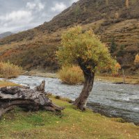 Не дошел, скопытился. :: елена беликова Не дошел, скопытился. :: елена беликова
