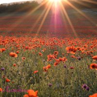 Природа Крыма :: Изумительная Космея