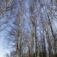 Березовая аллея в Петропавловском парке :: Oleg S