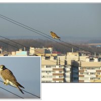 Прогрев :: Сеня Белгородский Прогрев :: Сеня Белгородский