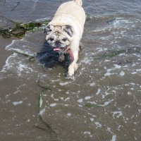 Любитель морской капусты :: ИРЭН@ .