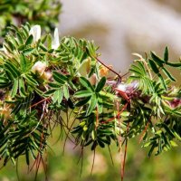 Колючка :: Виктор Фоменко