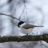 Буроголовая гаичка :: Валерий Черняк Буроголовая гаичка :: Валерий Черняк