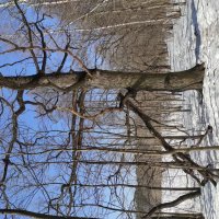 Дуб на краю леса :: Игорь Ч.