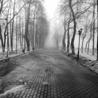 Весеннее утро в парке. Туман :: Вячеслав Владимирович