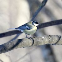 Большая синица :: Сергей Владимирович Егоров Большая синица :: Сергей Владимирович Егоров