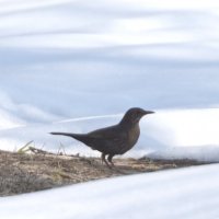 Чёрный дрозд, самка :: Сергей Владимирович Егоров Чёрный дрозд, самка :: Сергей Владимирович Егоров