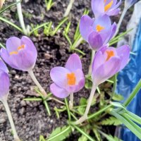 Крокус :: Сапсан 