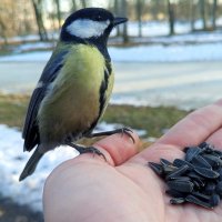 Синица :: Сапсан 