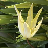 Необыкновенные! :: Pippa 