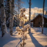 Сухой цветок в снегу :: Лилия Сухой цветок в снегу :: Лилия