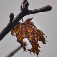 Замерзший осенний лист :: Мариша 