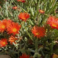 Малефора сегодня в природе :: Александр Деревяшкин