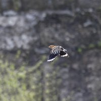 удот в полете.весна Лазоревское. :: юрий макаров