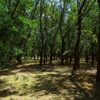 Керчь. Комсомольский парк летом. :: Пётр Чернега