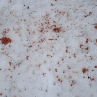 конец февраля :: Елена Шаламова