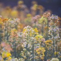 Весна в Ханчжоу — рапсовые поля в пастельных тонах :: Дмитрий 