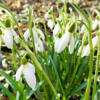 Первые подснежники нынешней весны. :: Милешкин Владимир Алексеевич 