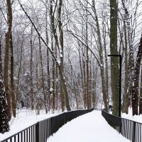 Зимний лесопарк, Светлогорск :: Рита Симонова