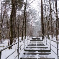 Зимний лесопарк, Светлогорск :: Рита Симонова