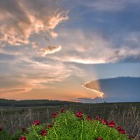 Пион узколистный :: Наталья Димова Пион узколистный :: Наталья Димова