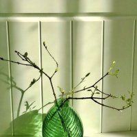 Доброе утро,весна!) :: Альбина 