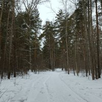 В ожидании весны . :: Мила Бовкун