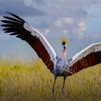 Восточный венценосный журавль :: Aleksey Afonin