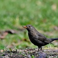 В парке... :: Николай Саржанов