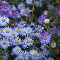 Осенние хризантемки. :: Лилия *