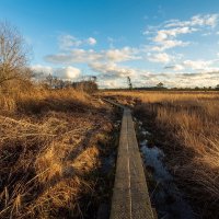 Экотропа... :: Николай Гирш