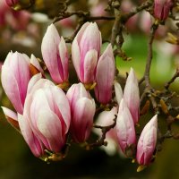 Весна пришла :: Юрий. Шмаков