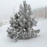 Март :: Венера Чуйкова