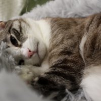 Дневной отдых Лапы :: Марсель Валеев