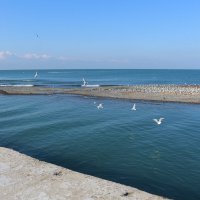 Птичий базар :: Мишель71 