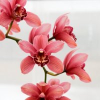 Орхидея :: Tina Kott