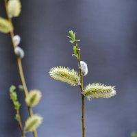 Жизнь :: Savayr 