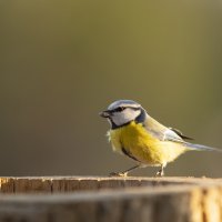 Лазоревка :: Валерий Черняк