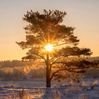 Зимний рассвет :: Виктор Желенговский Зимний рассвет :: Виктор Желенговский