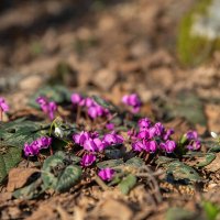 Первые лесные цветы. :: Дина Евсеева