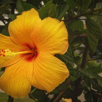 Гибискус :: Svetlana Galvez