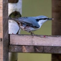 Поползень :: Владимир Лазарев