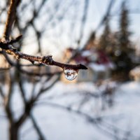 капля воды на ветке весной :: Лилия 