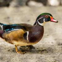 Каролинка :: SanSan 