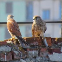 Вознаграждение :: Сеня Белгородский