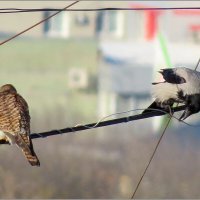 Мне для стройки ... :: Сеня Белгородский
